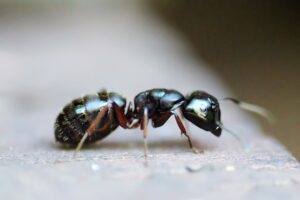 fakta tentang semut