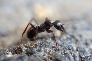 kisah semut dan nabi sulaiman