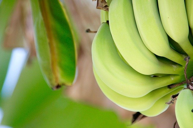 budidaya tanaman pisang